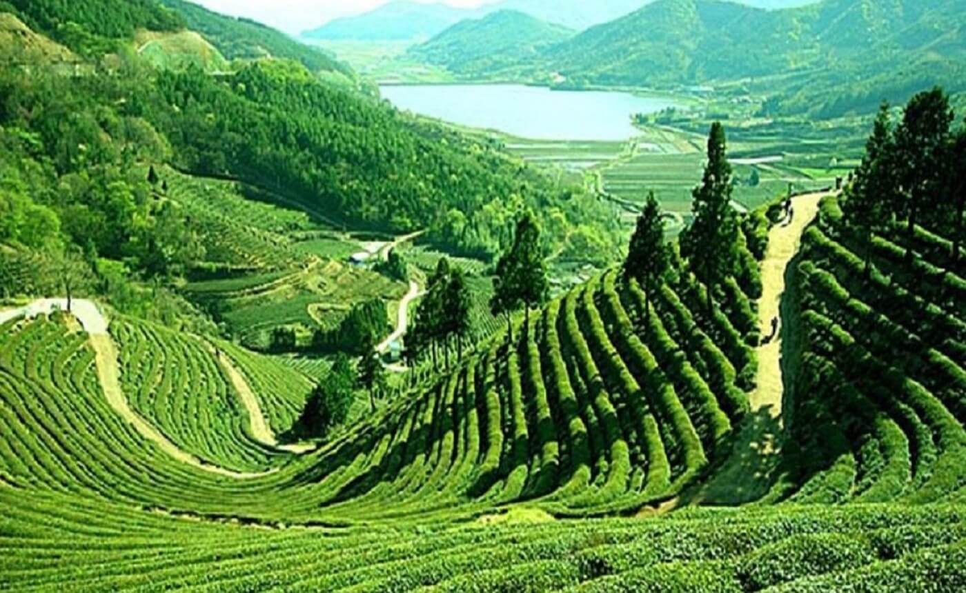 Sikkim / Darjeeling Tour